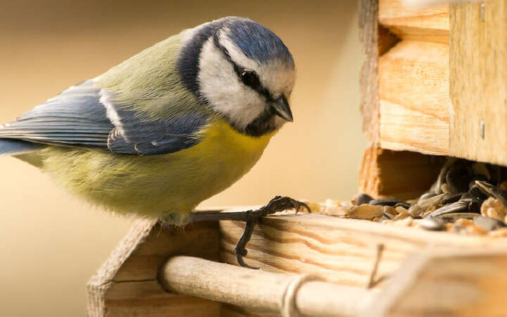 Vogelfutter wildvoegel wildtiere futtermittel 800x500